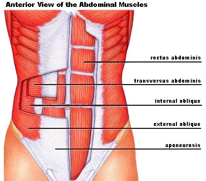 Abdominal Muscles