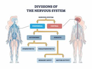 autonomic nervous system