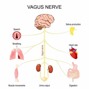 vagus nerve
