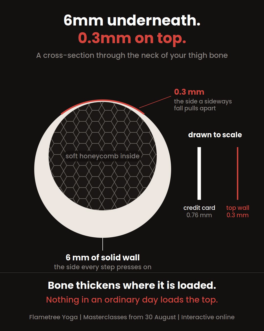 Cross-section through the neck of the thigh bone. A thick solid wall of bone about 6 mm deep underneath, a thin red wall of about 0.3 mm on top, and soft honeycomb bone inside. Beside it, two bars drawn to scale: a credit card at 0.76 mm and the top wall at 0.3 mm.