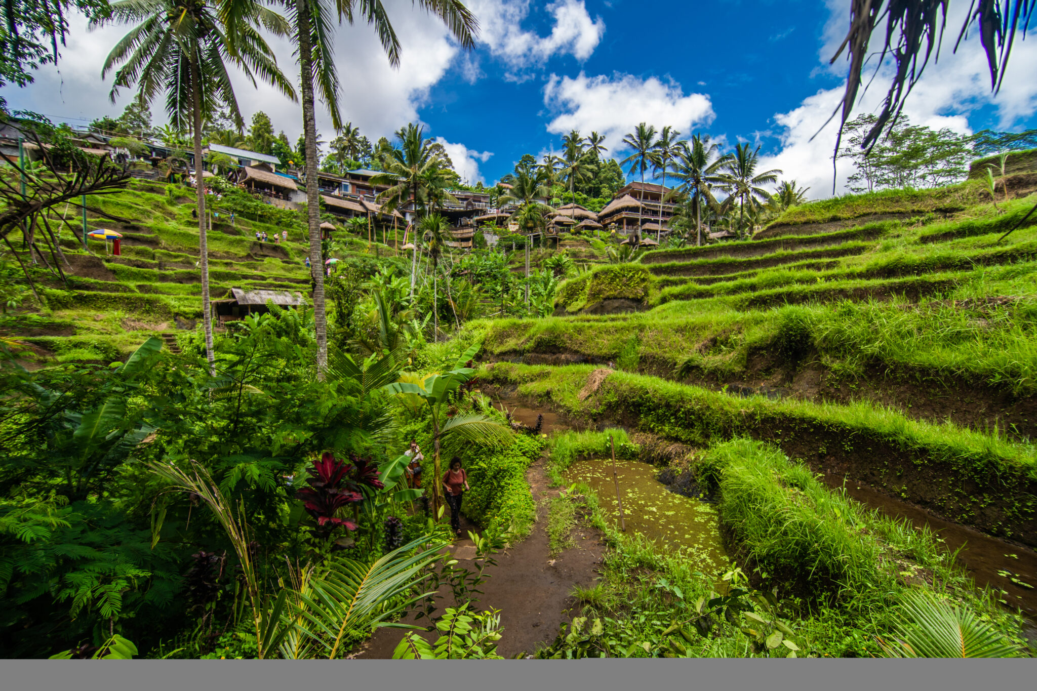 Terraced rice fields and palm trees in the green hills around Ubud, Bali, in late afternoon light