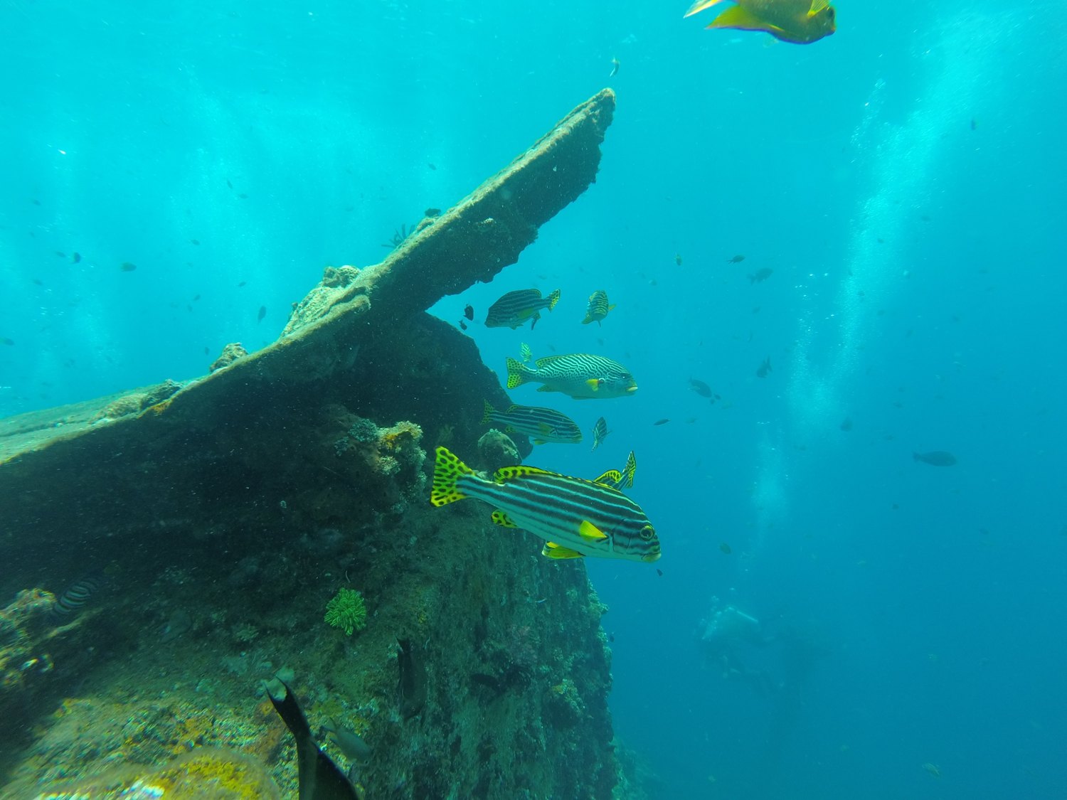 Yellow striped sweetlips and other tropical fish swimming over the coral covered hull of the USAT Liberty shipwreck at Tulamben, Bali