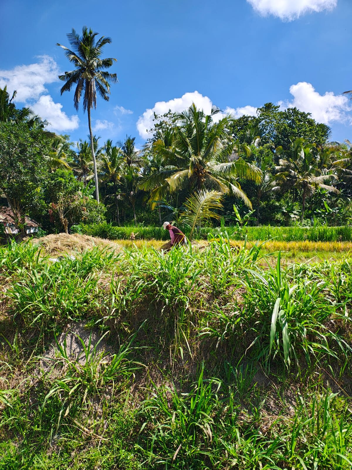 Green rice fields in the hills behind Candidasa in East Bali