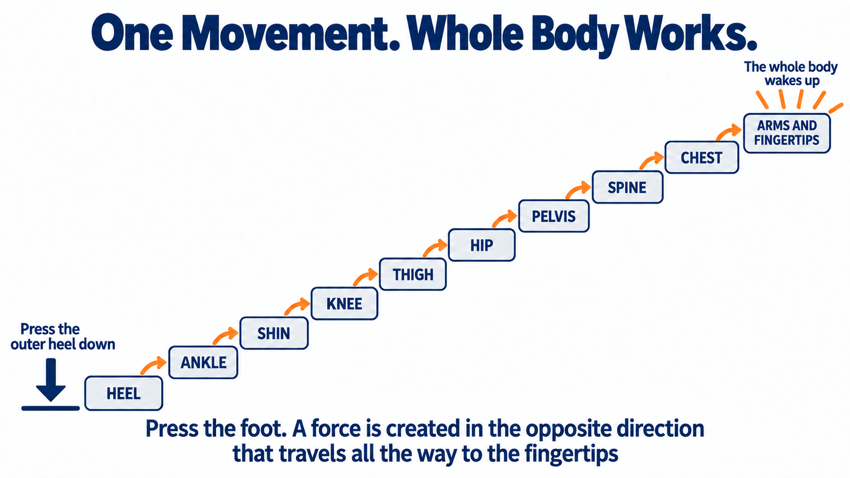 Chain reaction diagram: pressing the outer heel down sends a force from heel to ankle, shin, knee, thigh, hip, pelvis, spine, chest and fingertips