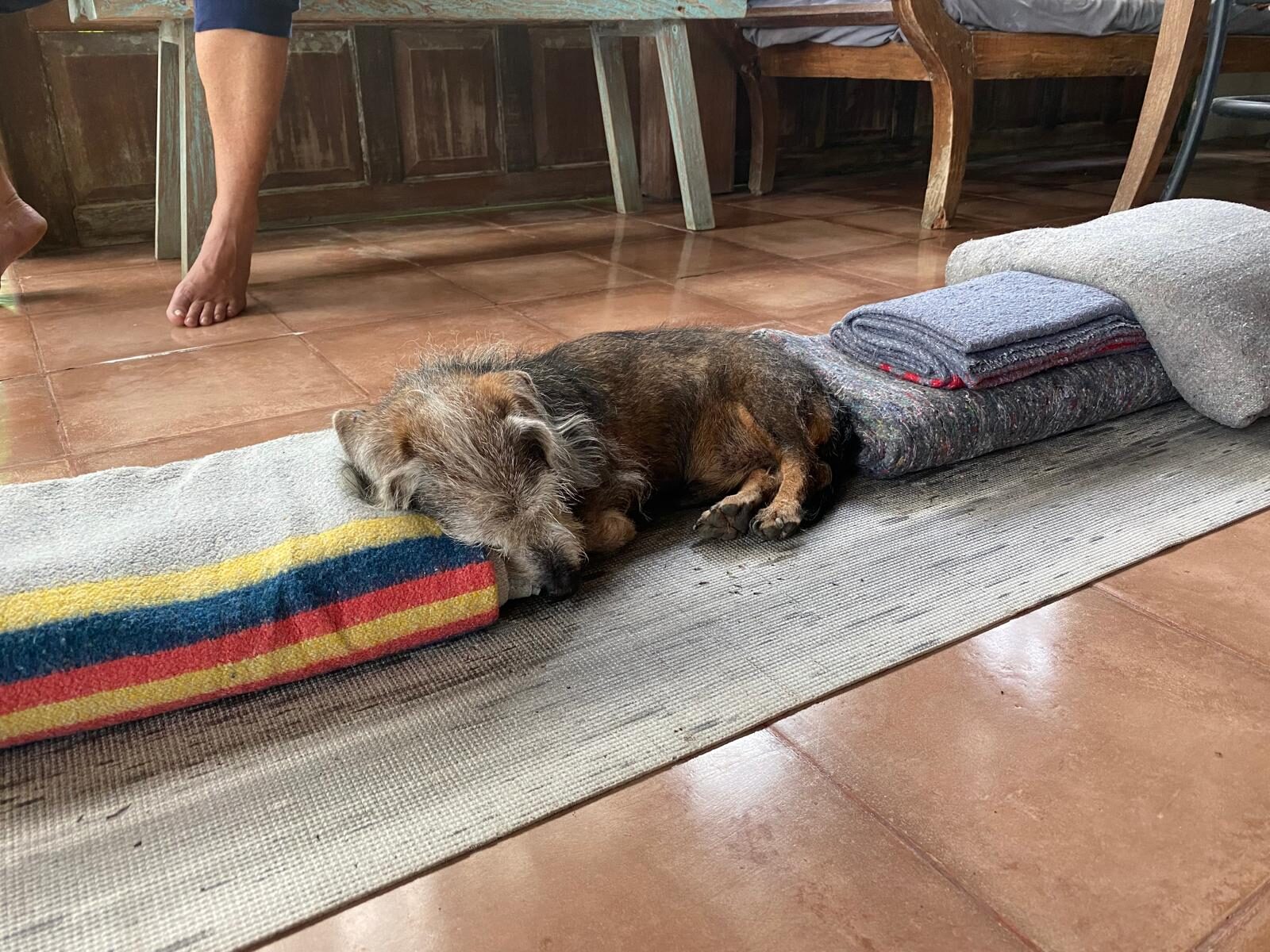 A dog asleep on a yoga mat in the yoga room at Pondok Pisang, Candidasa, Bali