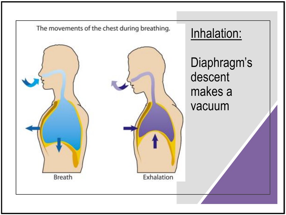 On inhalation the diaphragm descends and makes a vacuum that draws air in