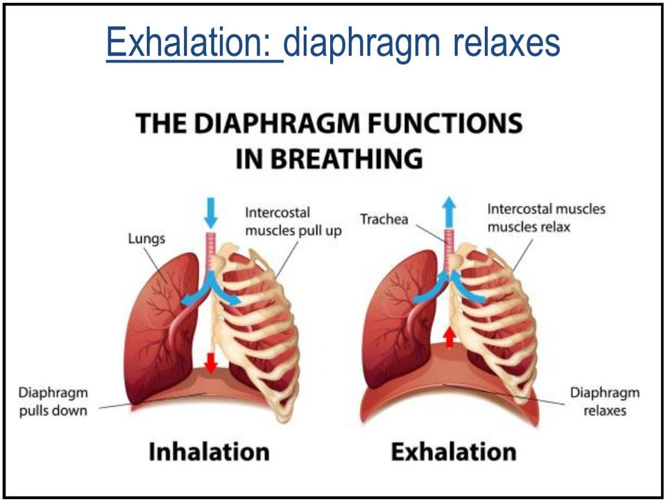 On exhalation the diaphragm simply relaxes
