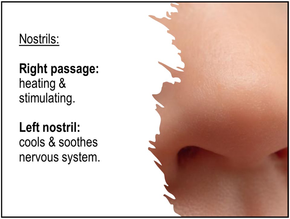 The right nostril passage is heating and stimulating, the left nostril cools and soothes the nervous system