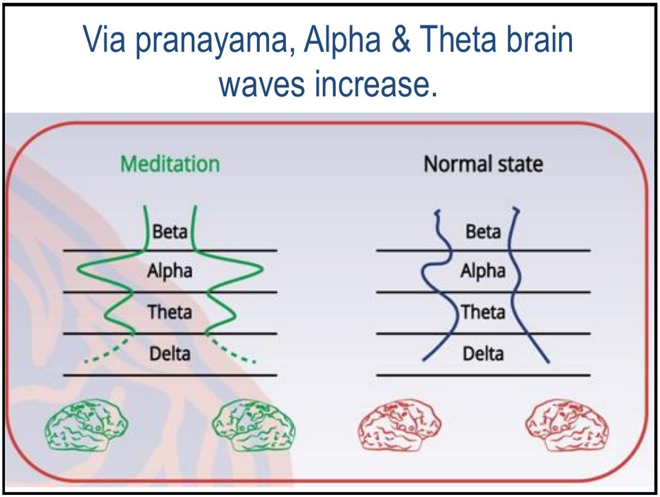 Through pranayama, alpha and theta brain waves increase