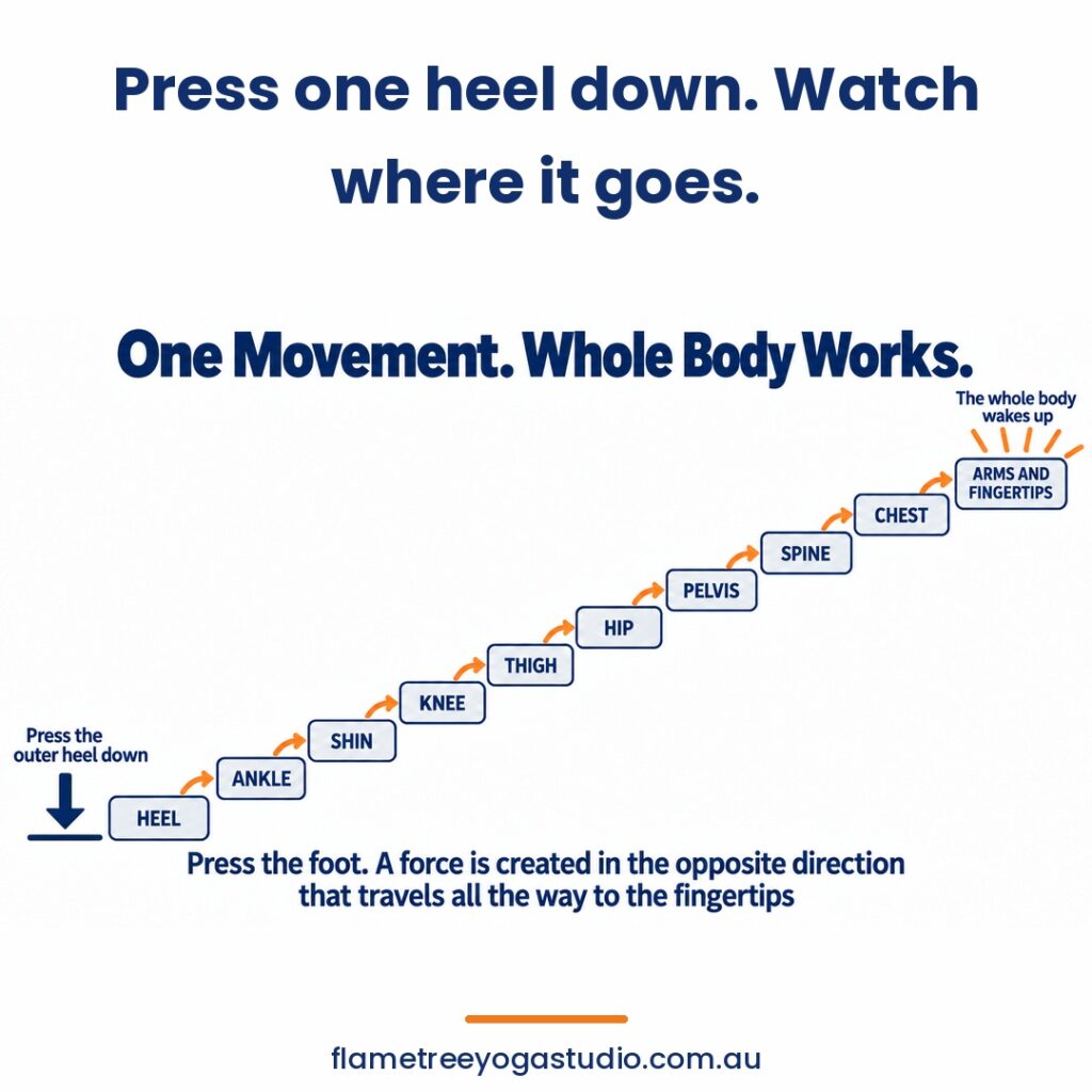 Foot pain and standing: diagram showing the force from one pressed heel travelling up through ankle, shin, knee, thigh, hip, spine and chest to the fingertips