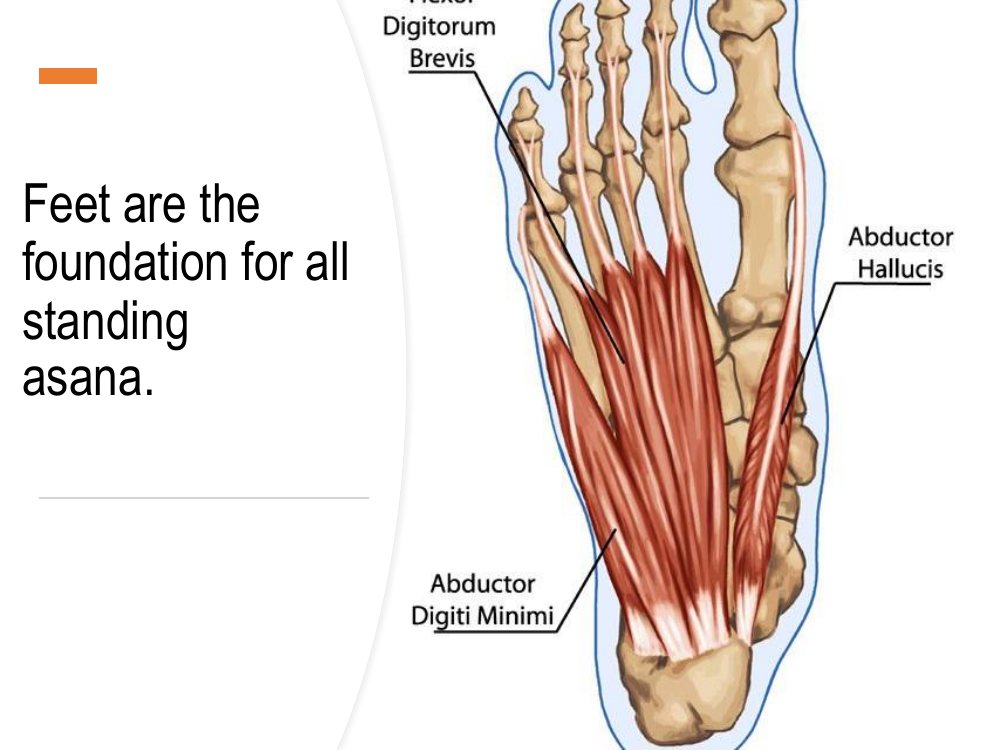 Feet are the foundation for all standing asana in yoga