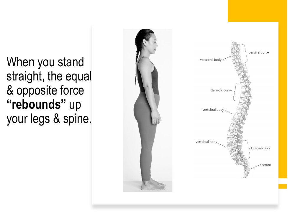 Press straight down evenly on your feet, and an equal and opposite force presses upwards