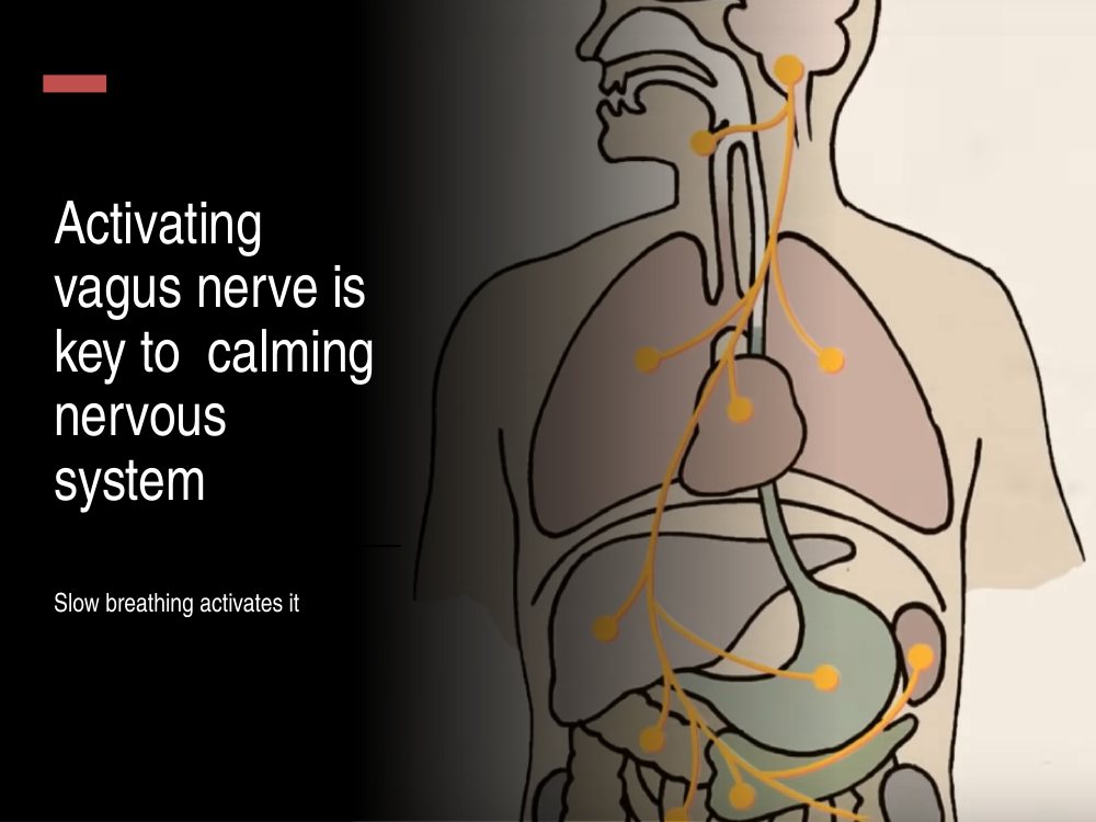 Activating the vagus nerve is key to calming the nervous system, and slow breathing activates it
