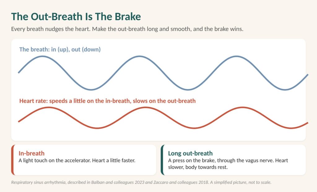 Box breathing for anxiety: diagram of heart rate speeding a little on each in-breath and slowing on each long out-breath