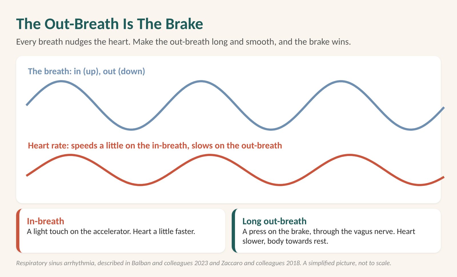 Nervous system regulation: diagram showing the heart speeds up a little on the in-breath and slows on the out-breath, the out-breath is the brake