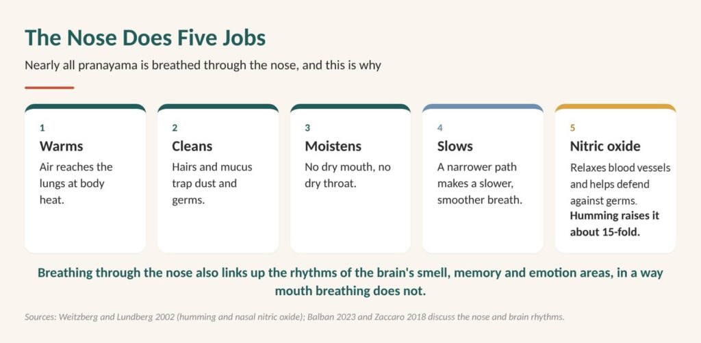 Breathing exercises for asthma: diagram of the five jobs the nose does, warming, cleaning, moistening, slowing the breath and making nitric oxide