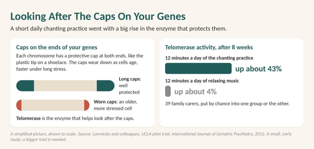 Diagram: looking after the caps on your genes. Twelve minutes a day of a chanting practice went with about a 43% rise in telomerase, against 4% with music