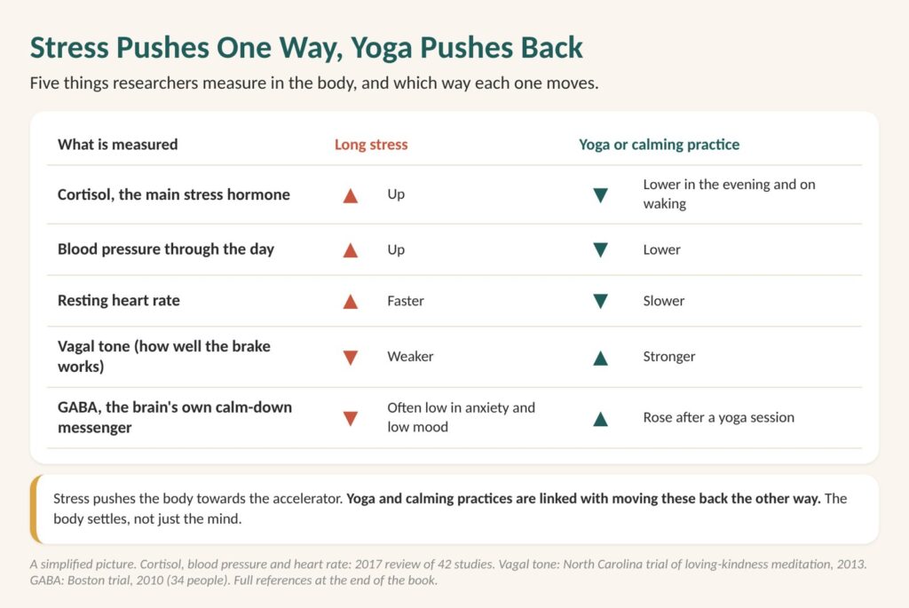 Does yoga lower cortisol? Table of five body measures, including cortisol, blood pressure and resting heart rate, that long stress pushes up and yoga moves back