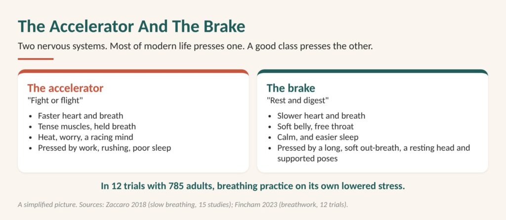 Hot flushes at night and the nervous system: diagram of the accelerator, fight or flight, and the brake, rest and digest, which a good presses