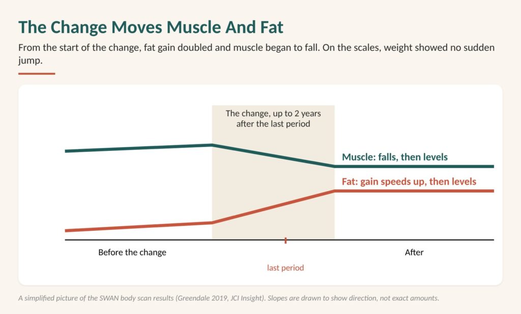 How long do menopause symptoms last? Chart from the SWAN study showing fat gain speeding up and muscle falling from the start of the change until about two years after the last period, then levelling off