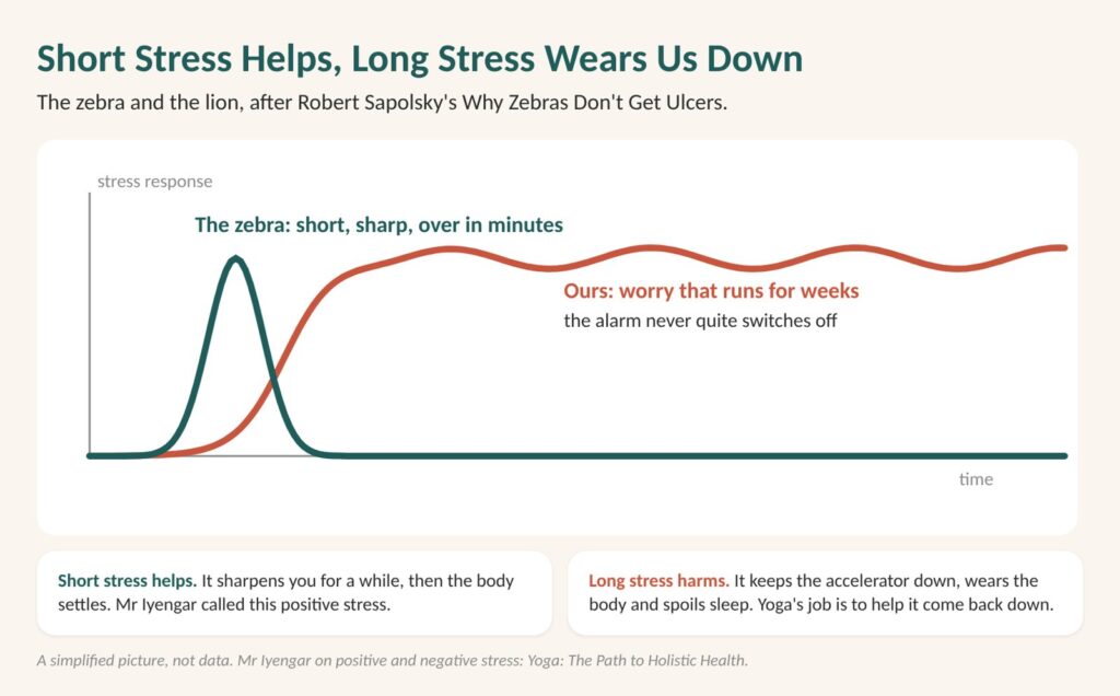 High cortisol symptoms build when stress runs for weeks: diagram of a short sharp stress that settles, against a long stress that never comes back down