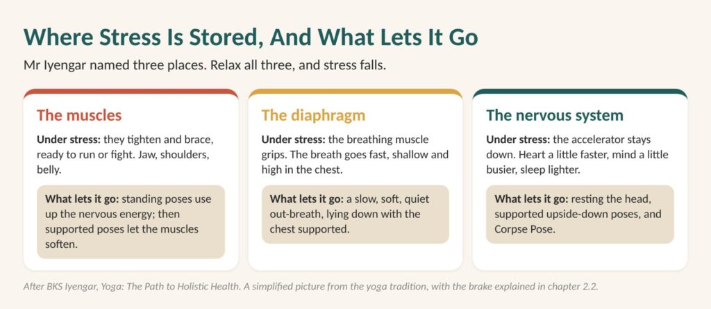 How to stop worrying: diagram of where stress is stored, in the muscles, the diaphragm and the nervous system, and what lets each go
