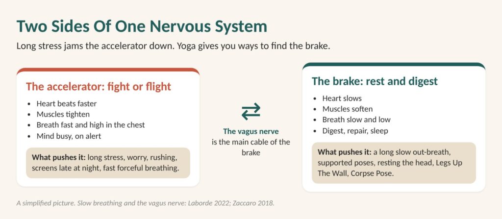 Lower cortisol naturally: diagram of the two sides of the nervous system, the accelerator of fight or flight and the brake of rest and digest