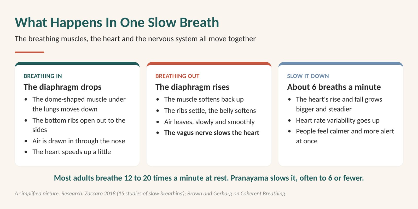 Nervous system regulation: diagram of what happens in one slow breath, the diaphragm, the heart and the vagus nerve