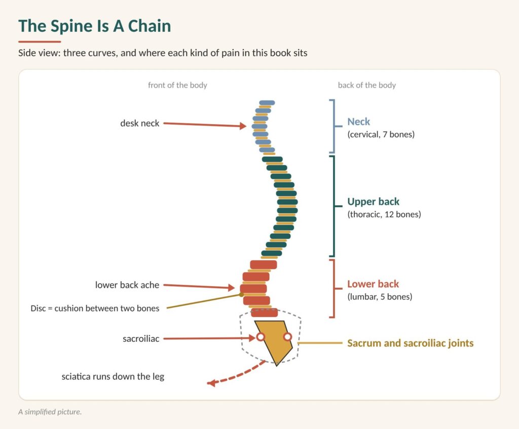 Middle back pain diagram: the spine as a chain, seven neck bones, twelve upper and middle back bones, five lower back bones