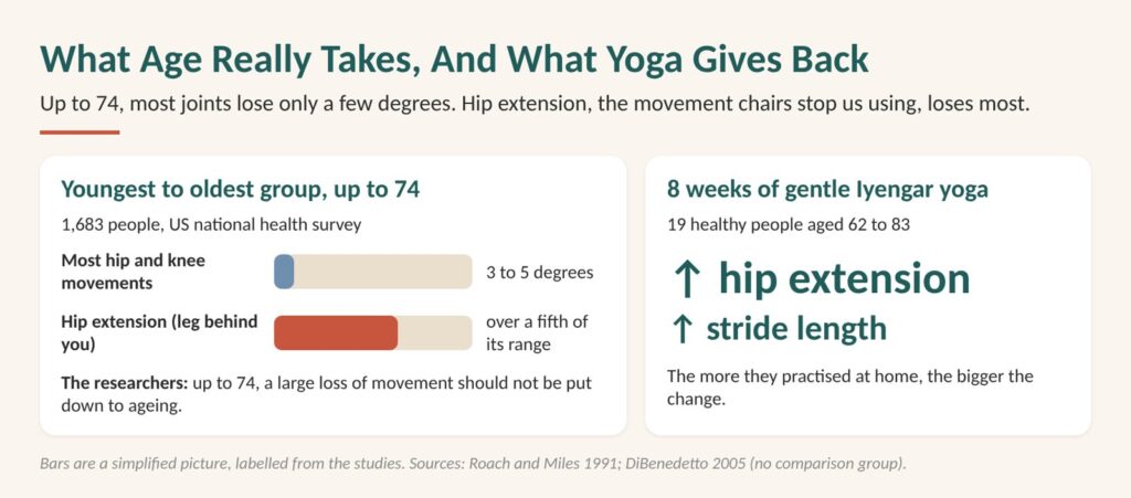 Yoga for stiff joints: a US survey of 1,683 people found most joints lose only 3 to 5 degrees by age 74