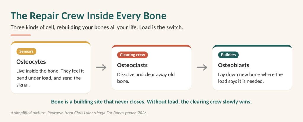 Diagram: the repair crew inside every bone. Osteoclasts clear old bone, osteoblasts lay down new bone, and load is the switch