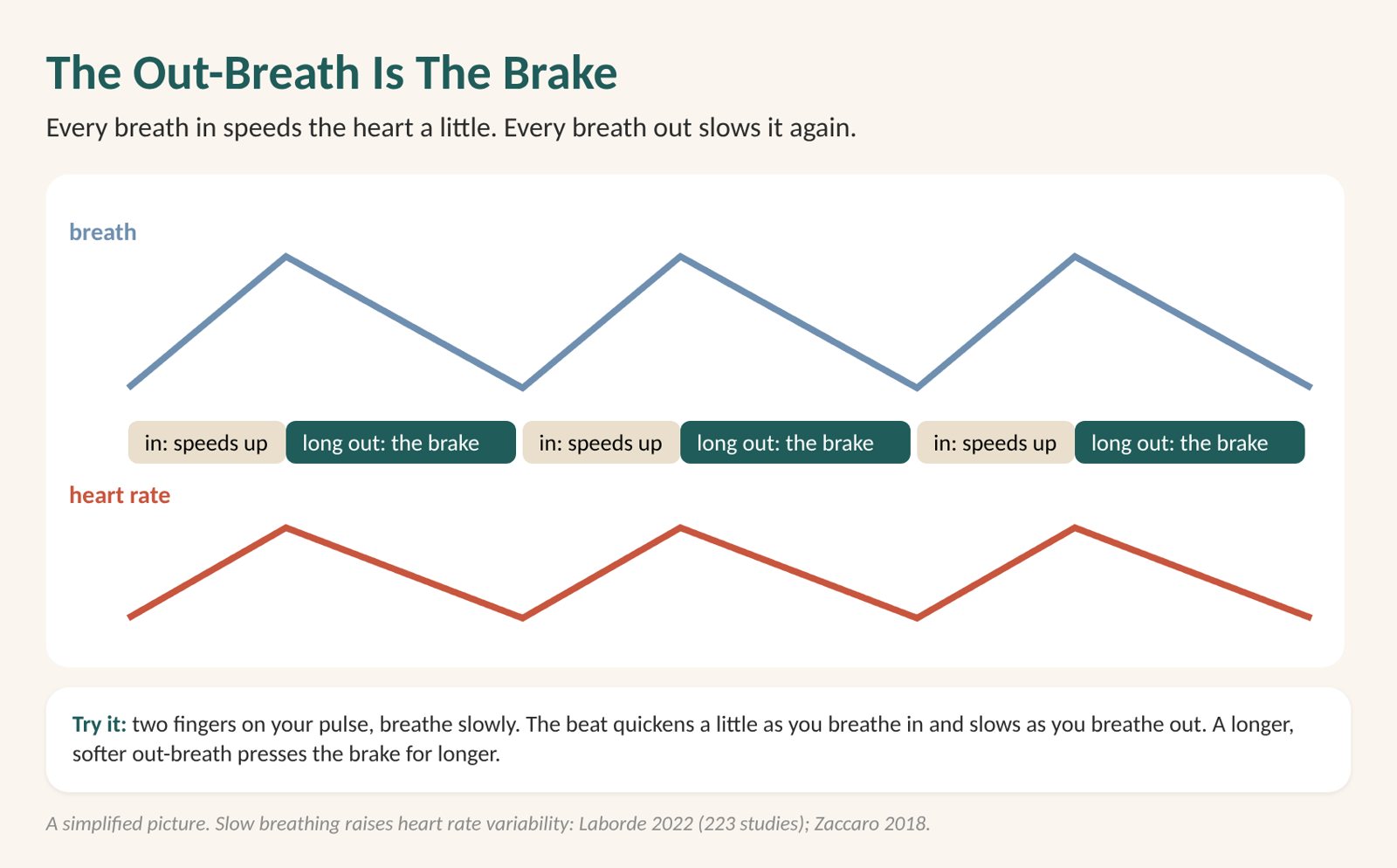 Yoga and stress diagram: every breath in speeds the heart a little and every breath out slows it, so a long out-breath holds the brake down for longer