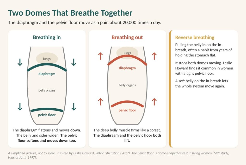 Pelvic floor and breathing: diagram of the diaphragm and the pelvic floor, two domes that move down together on the in-breath and lift on the out-breath