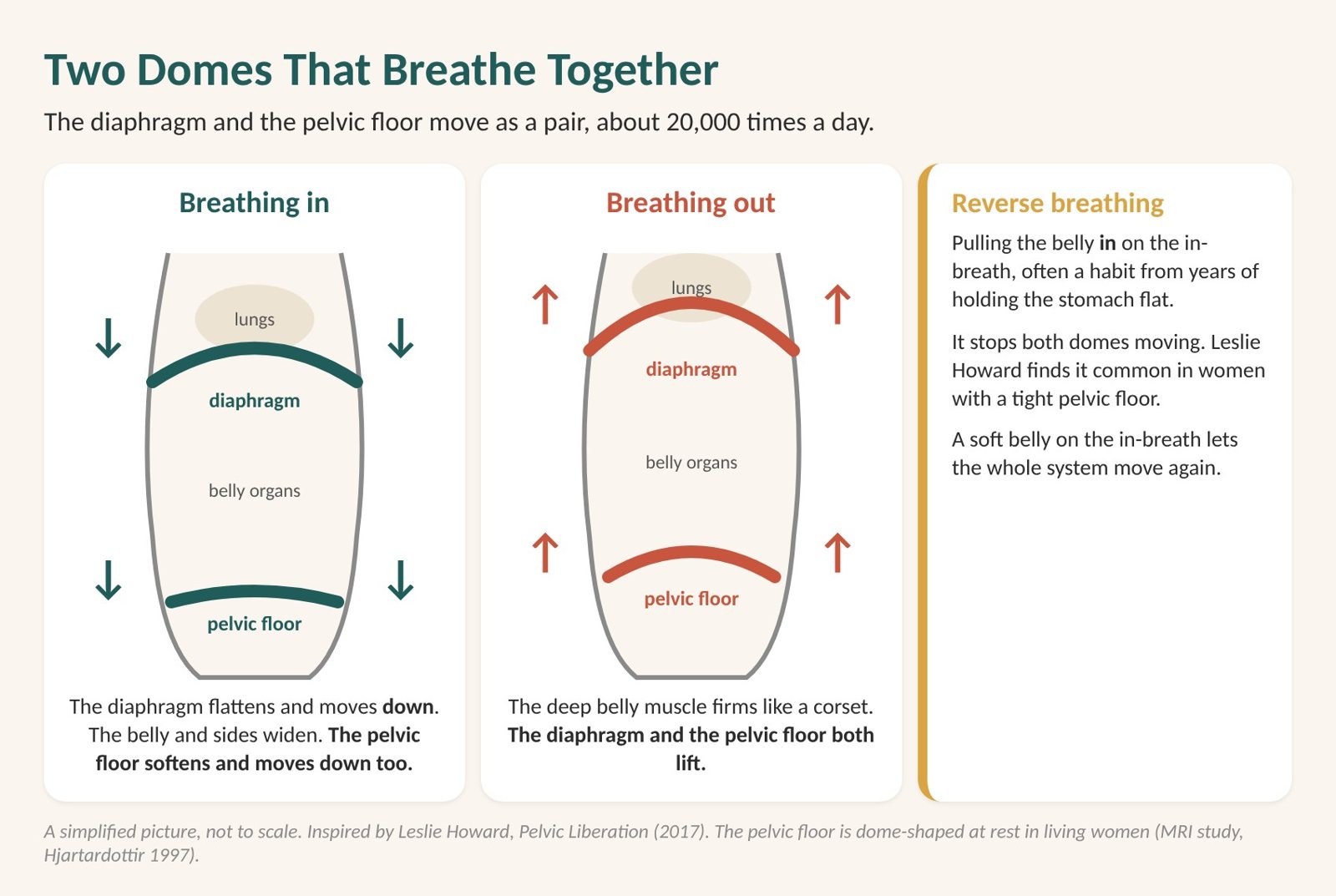 Pelvic floor dysfunction and breathing: the diaphragm and the pelvic floor are two domes that move down together on the in-breath and lift on the out-breath