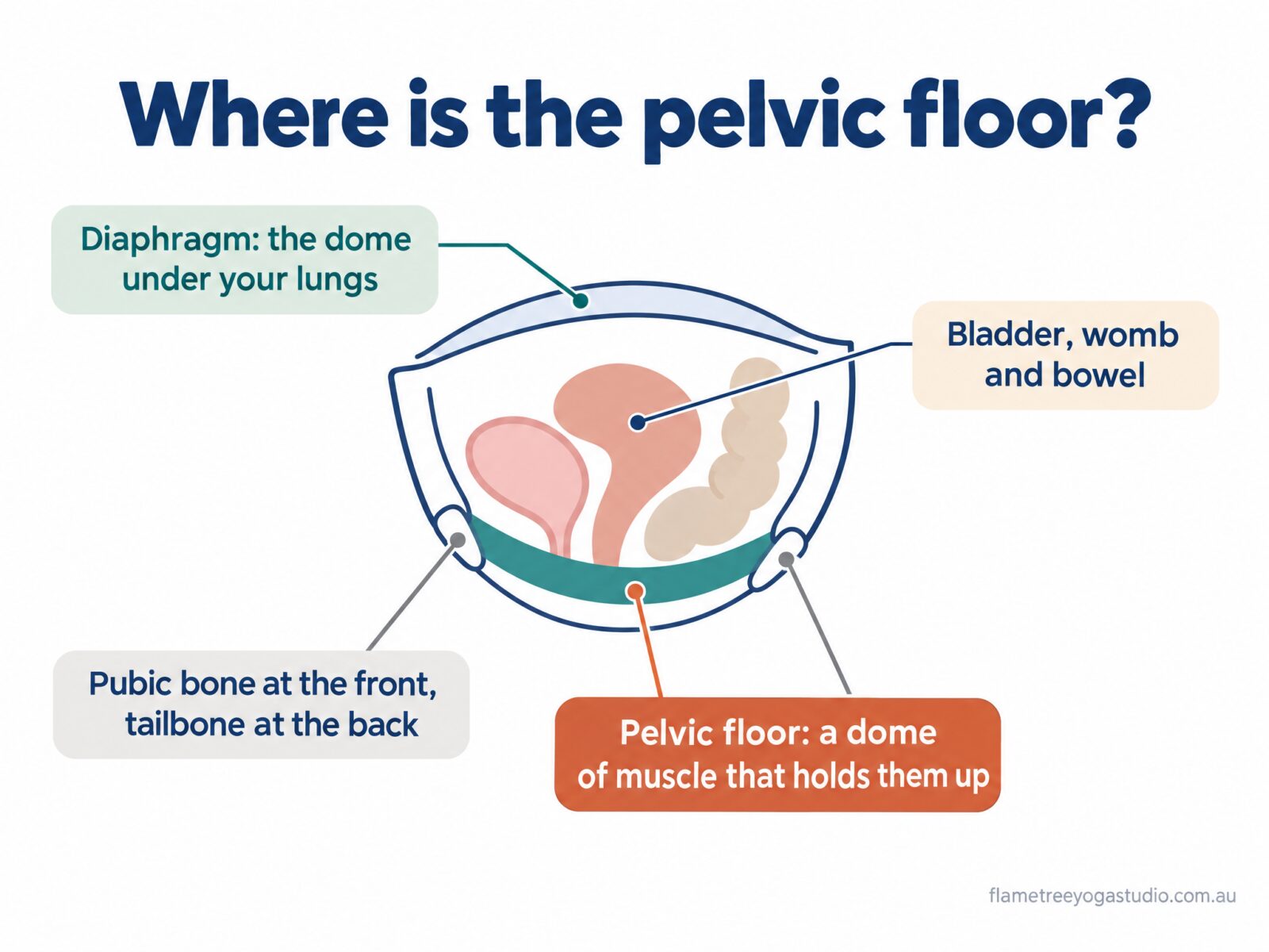 Pelvic floor diagram: a dome of muscle across the base of the pelvis, holding up the bladder, womb and bowel, below the diaphragm