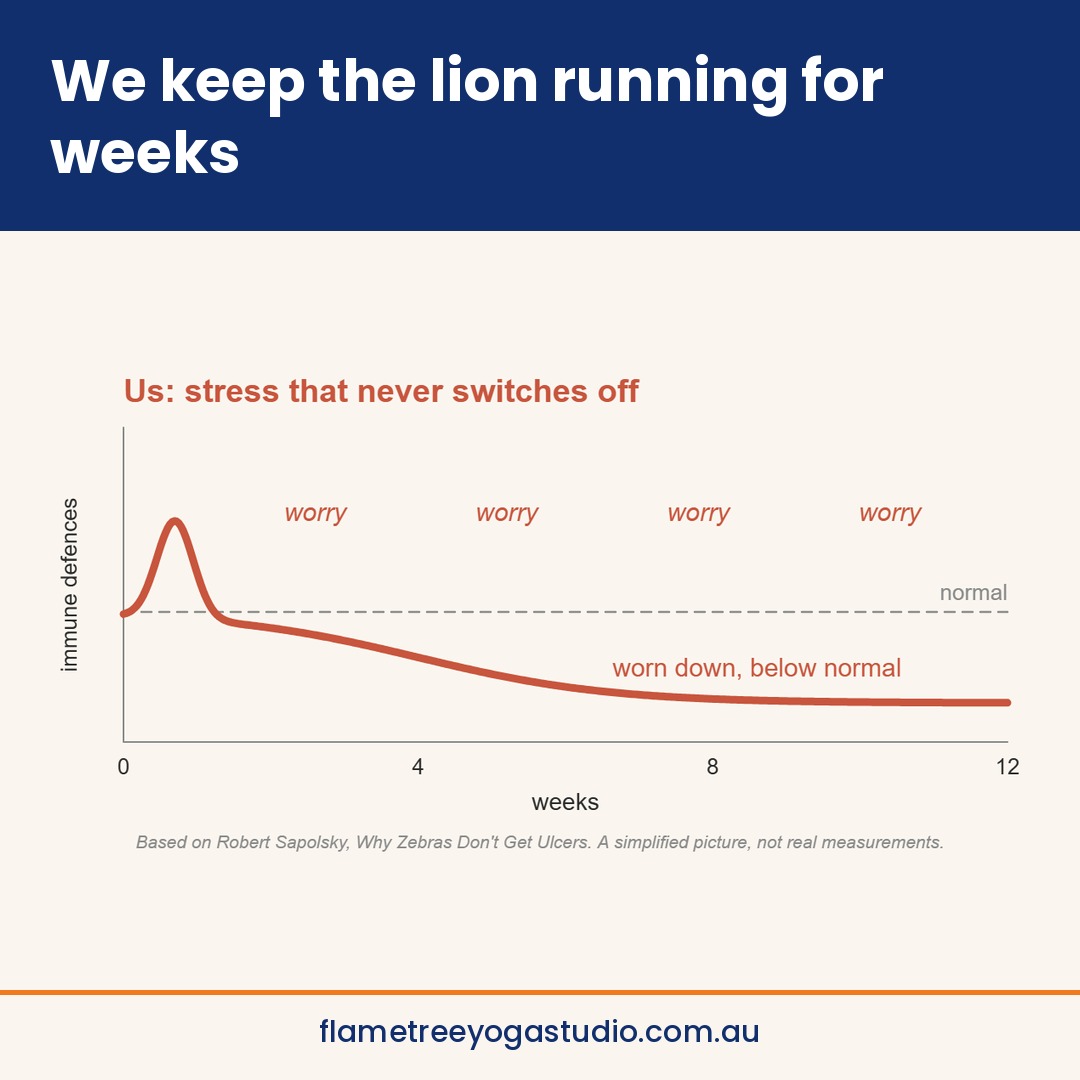 Stress and the immune system: graph of immune defences wearing down when stress never switches off