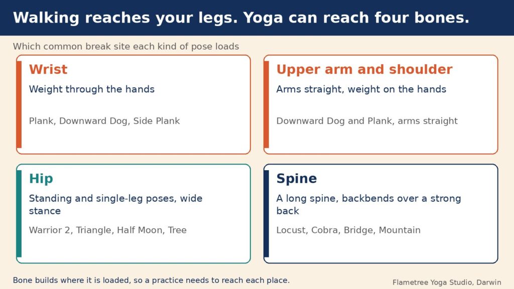 Diagram of weight bearing exercises for osteoporosis showing which pose families load the wrist, shoulder, hip and spine