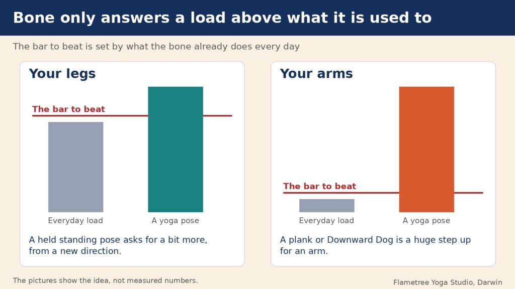 Wolff's law diagram: bone only answers a load above what it is used to, a small step for the legs and a huge step for the arms