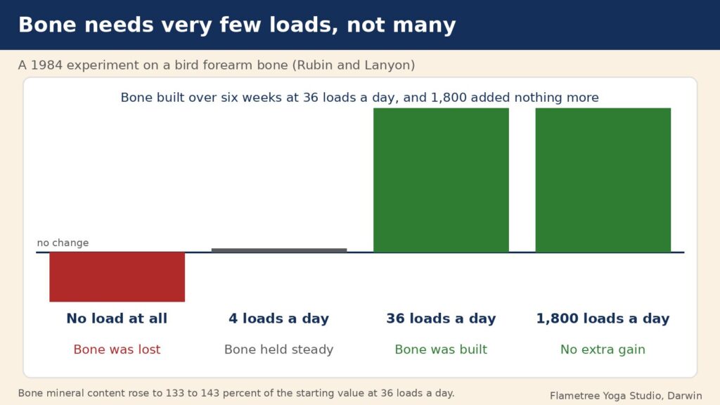 Wolff's law dose diagram: no load lost bone, 4 loads a day held it, 36 loads a day built bone, 1,800 added nothing more (Rubin and Lanyon 1984)