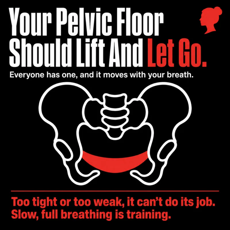 Infographic: a white line-art pelvis with a red sling of muscle across its base. Your pelvic floor should lift and let go. Everyone has one, it moves with the breath, and slow full breathing is training.